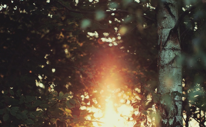 Sunlight filtering through trees with a birch tree