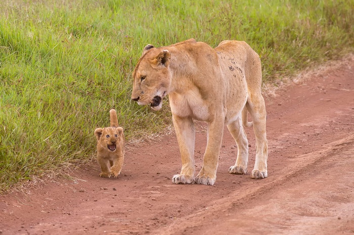 Lioness and cub walking on a dirt road
