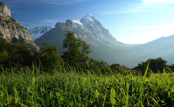 Grassy meadow with snow-capped mountains in the background