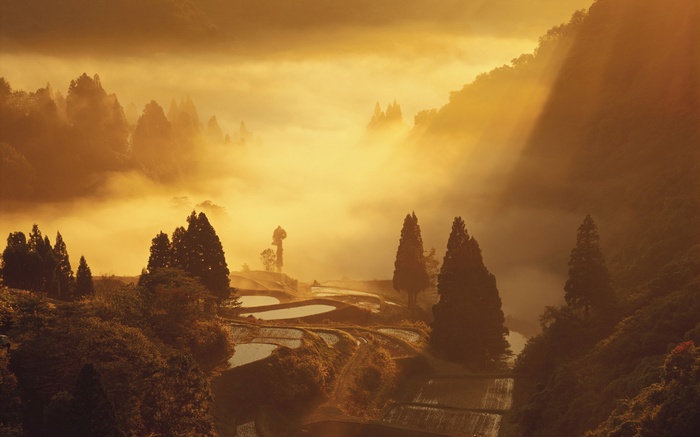 Misty rice paddies and trees at sunrise