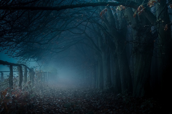 Dark misty path through trees in fall