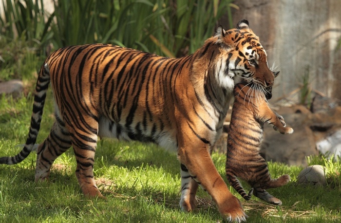 Tiger carrying its cub in grassy area