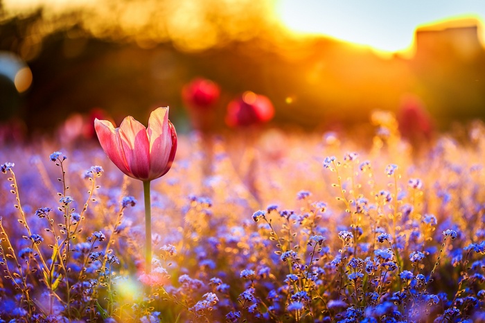 Pink tulip in a field of blue flowers at sunset