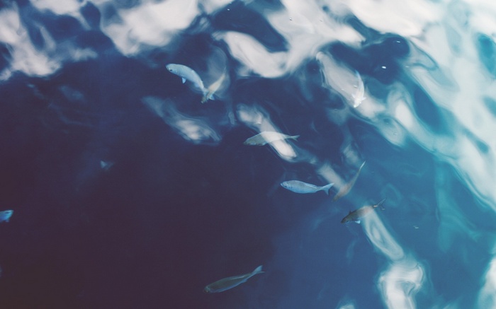 Fish swimming in blue water with reflections