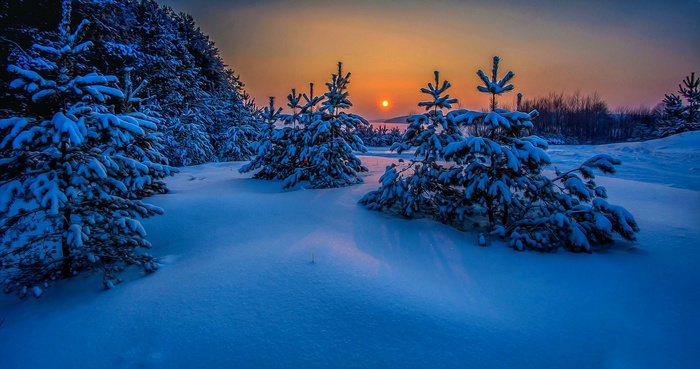 Snowy pine trees at sunset in Russia