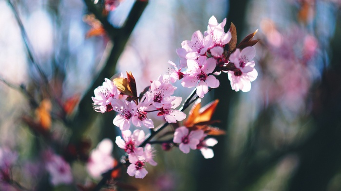 Pink cherry blossoms on a tree branch in spring