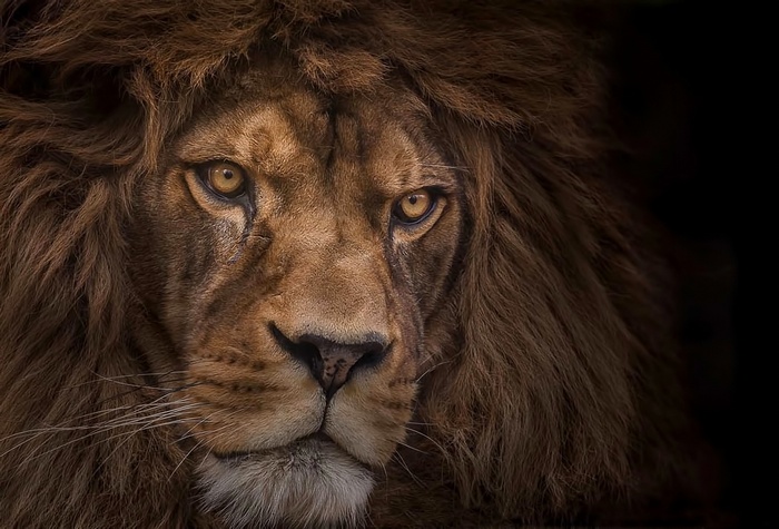 Close-up portrait of a male lion