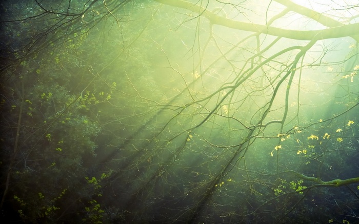 Sun rays filtering through tree branches in a forest