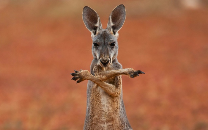 Kangaroo standing with arms crossed in front of orange background