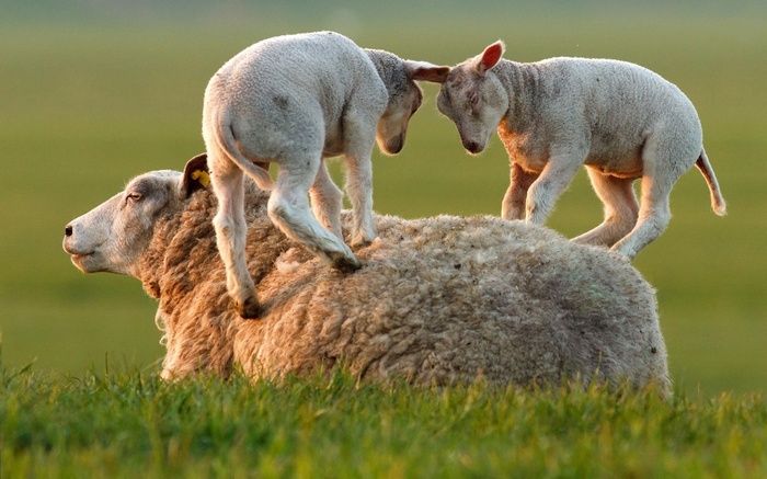 Two lambs play on a sheep's back