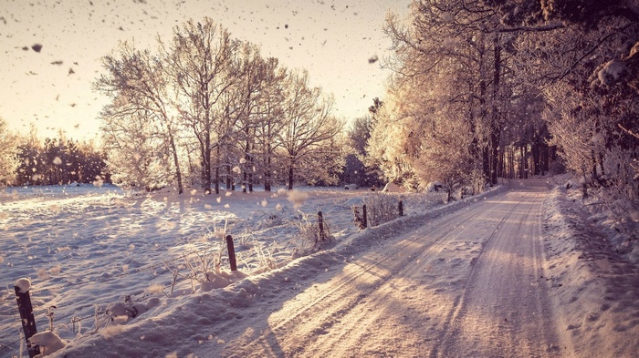Snowy road through a winter forest with falling snow