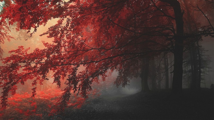 Red leaves in a foggy forest during fall