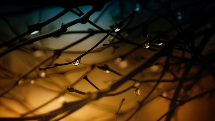 Water drops on tree branches with bokeh background