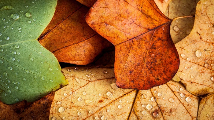 Close-up of wet autumn leaves with water drops