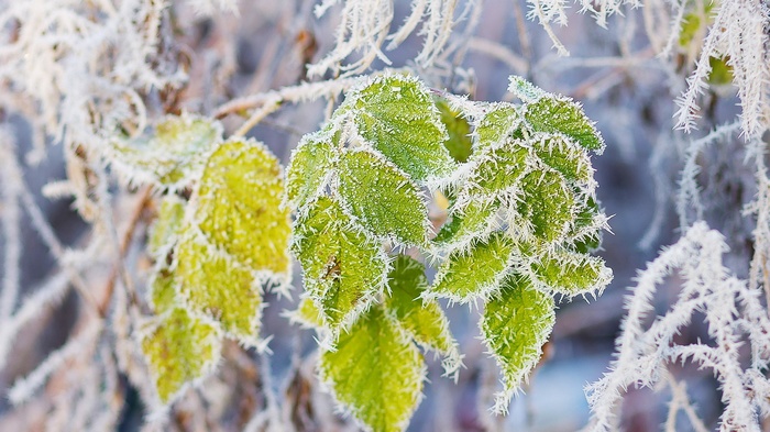 Green leaves covered in frost in winter