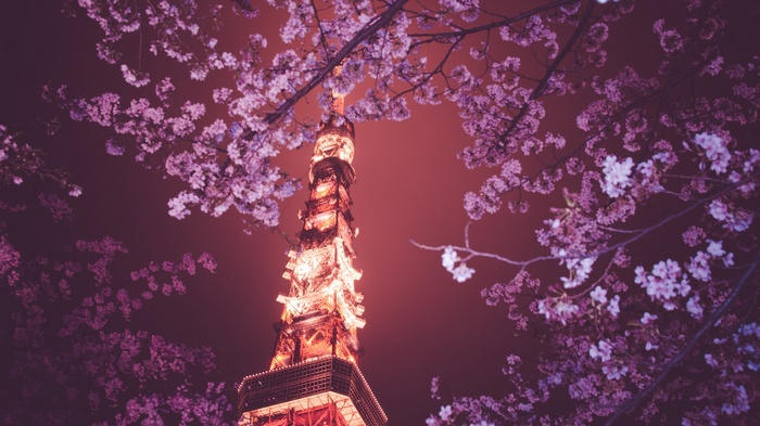 Tokyo Tower surrounded by cherry blossoms at night