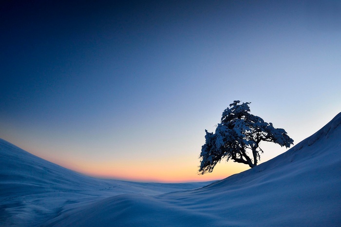 Snow-covered tree on a snowy hill at sunset
