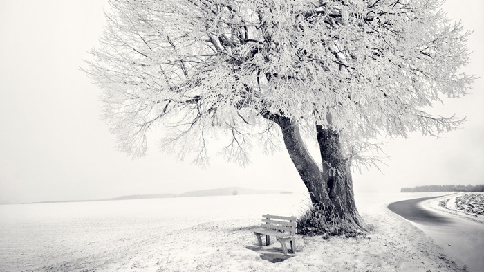Snow-covered tree and bench by a winter road