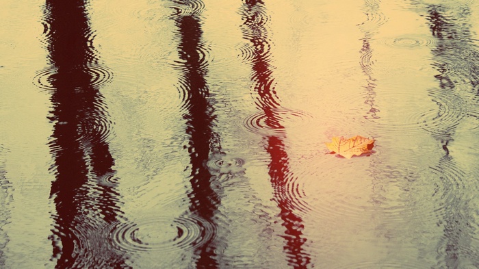 Raindrops on water with reflections and a fallen leaf