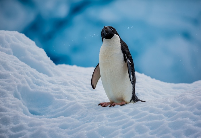 An Adélie penguin stands on snow with blue ice in background