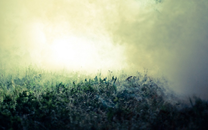 Plants in mist with bright light