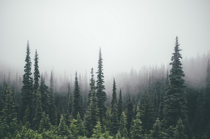 Misty forest with tall pine trees