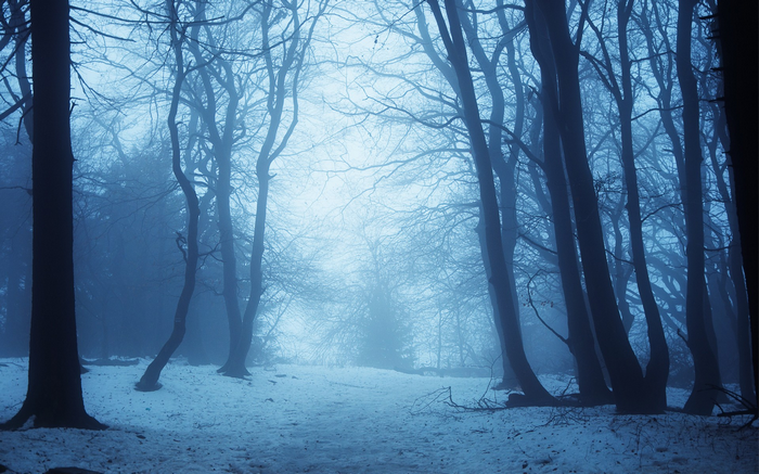 Snowy forest path with bare trees and mist
