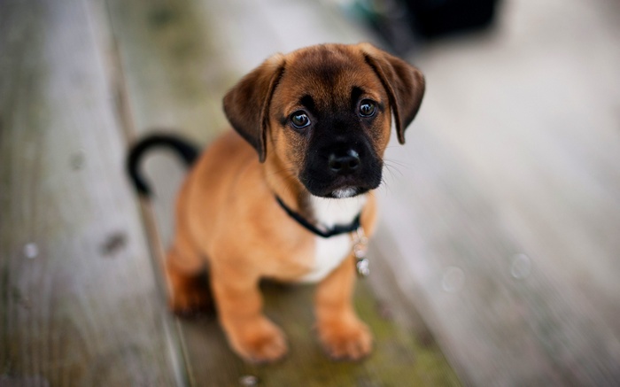 A cute brown puppy with a black face sits on wooden planks.