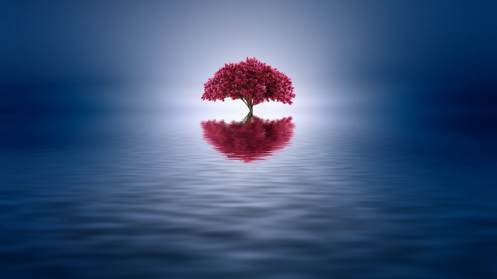 A solitary tree with red leaves reflects in calm water