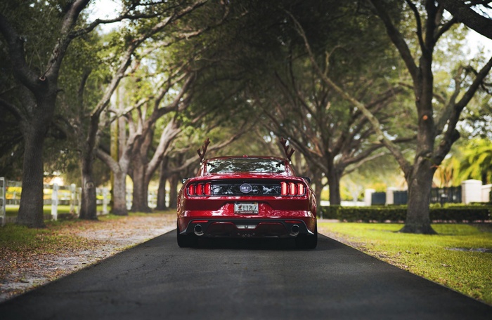 Red Ford Mustang GT with Antlers on a Tree-Lined Road