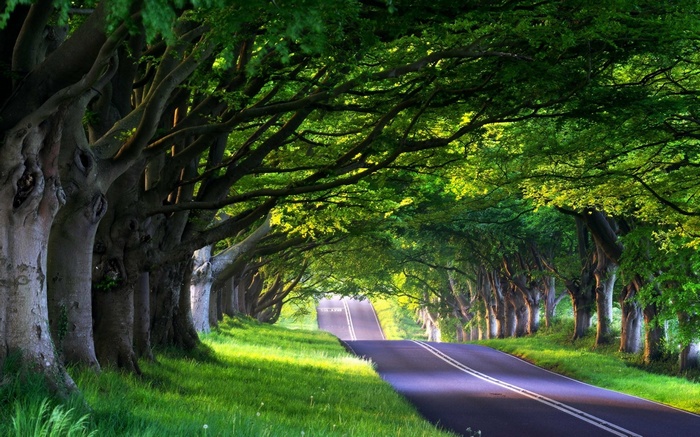 A tree-lined road with green grass and sunlight