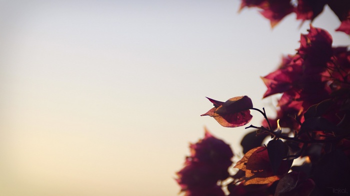 Bougainvillea flowers against a soft sky