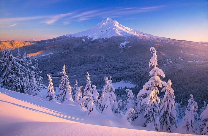 Mount Hood covered in snow with pine trees in the foreground