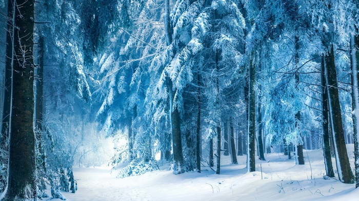 Snowy forest landscape with trees covered in frost