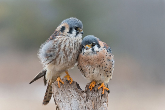 Two American Kestrels perched on a log