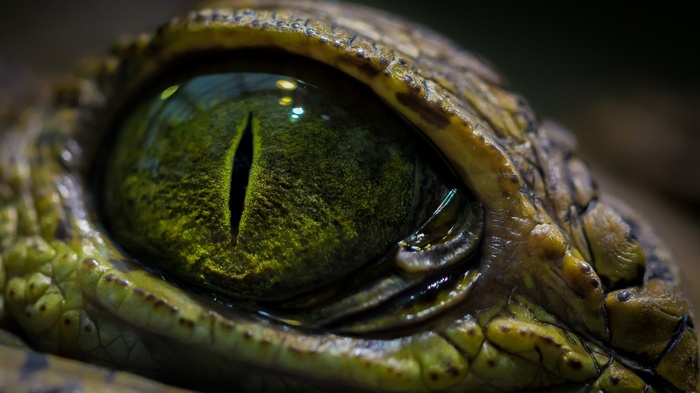 Close-up of a reptile's green eye