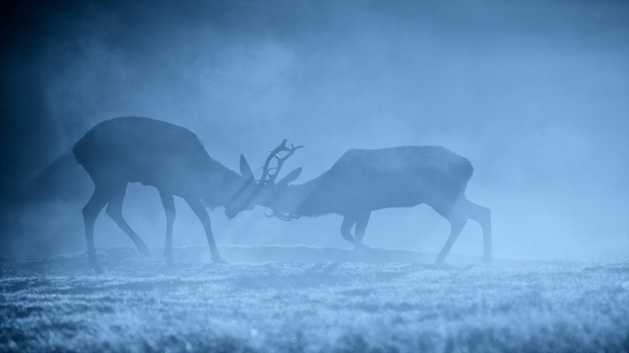 Two deer fighting in the fog