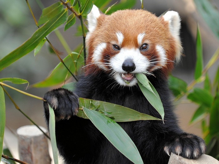 Red panda eating bamboo leaves