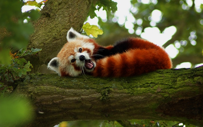 Red panda resting on a mossy tree branch