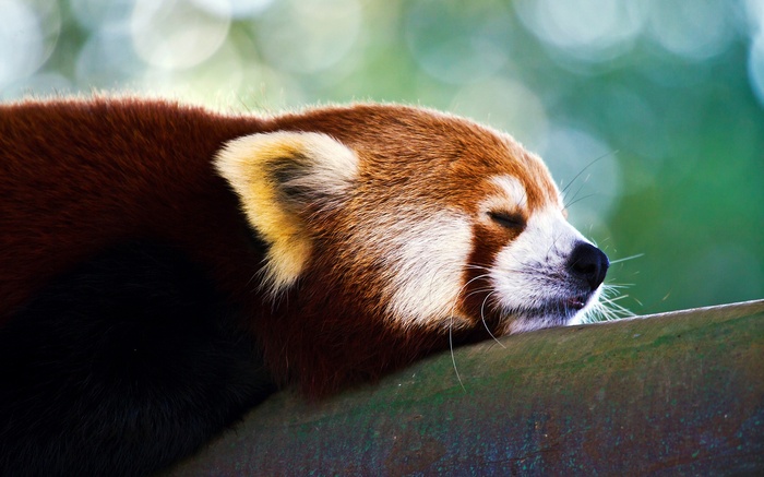Red panda sleeping on a branch
