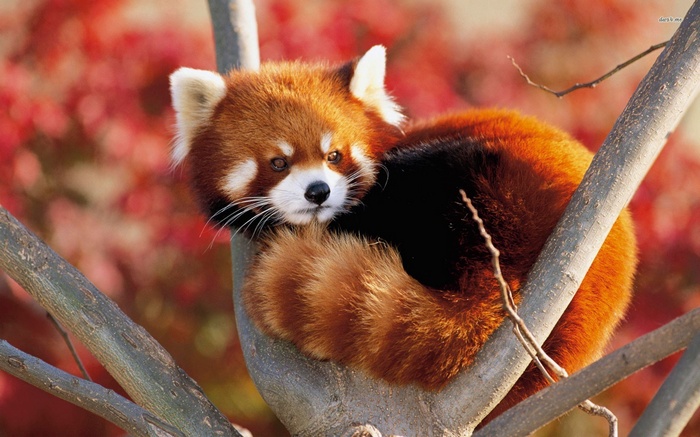 animals, nature, red panda, red