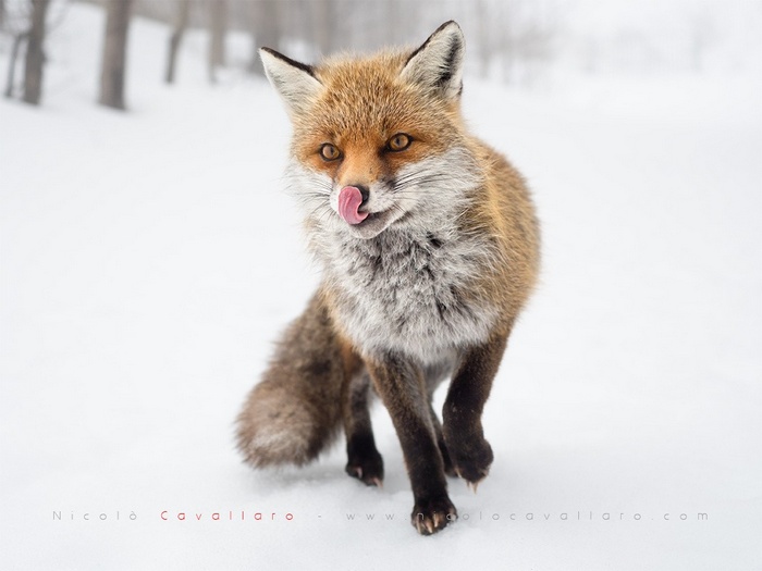 Fox licking its nose in the snow