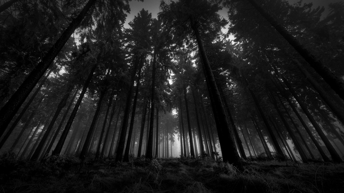 Black and white forest with tall trees
