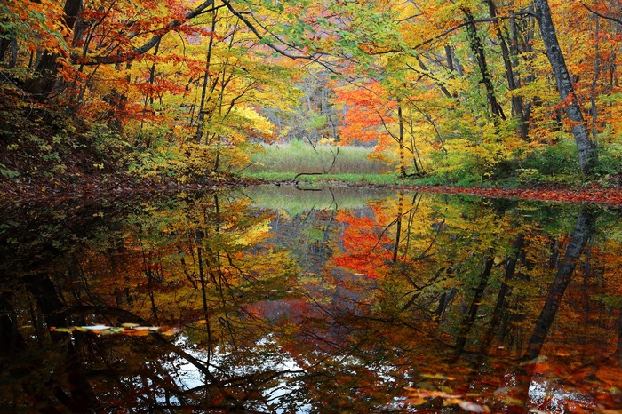 Autumn forest reflected in a calm river