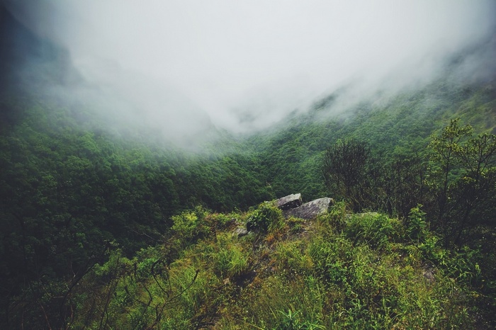 Misty mountain landscape with green forest