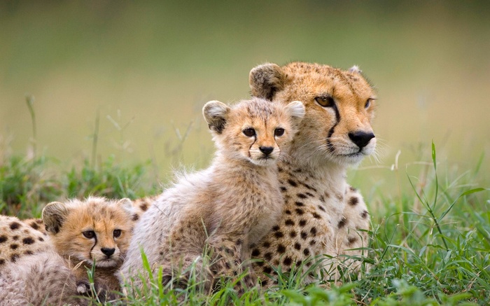 Mother cheetah and cubs resting in grass
