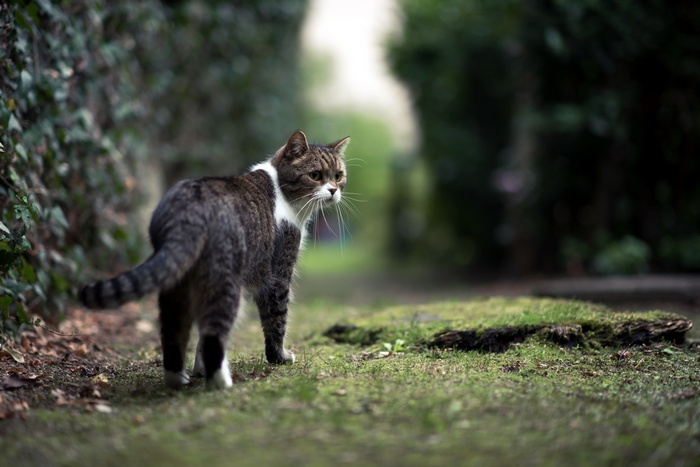 A tabby cat walks on a grassy path