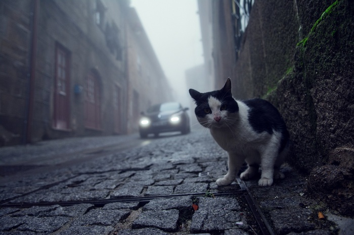 Cat on a cobblestone street in fog with a car