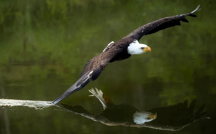 Bald eagle flying low over water