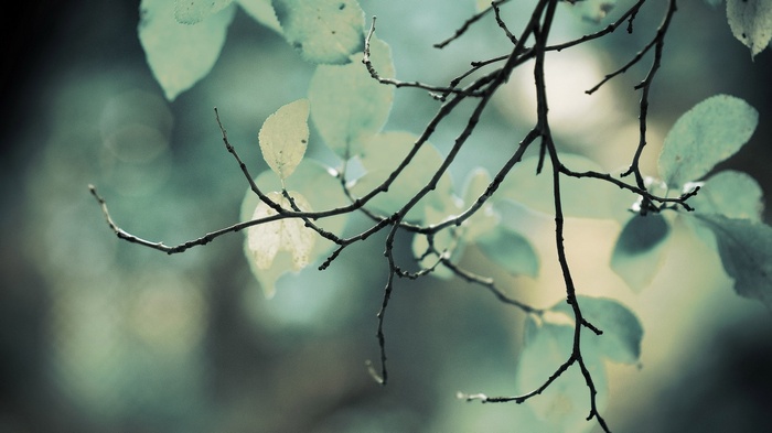 Close-up of tree branches and leaves with bokeh